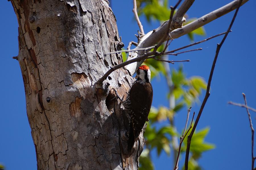 Arizona Woodpecker Photograph by Dennis Boyd