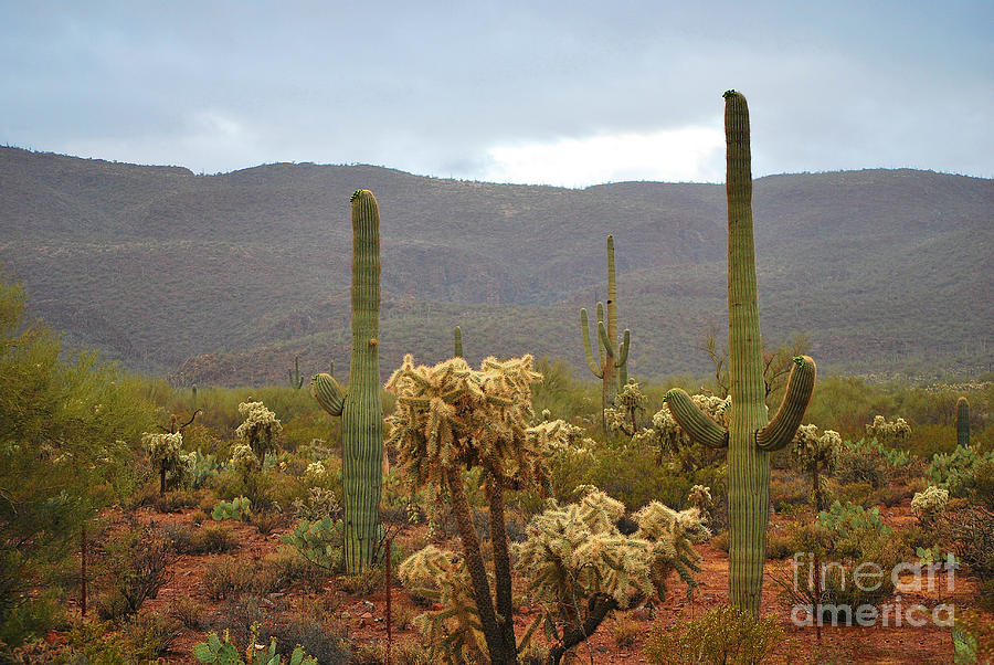 Arizonas Sonoran Desert  Photograph by Donna Greene