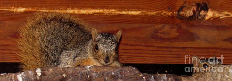 Arkansas Fox Squirrels Photograph by Joshua Bales