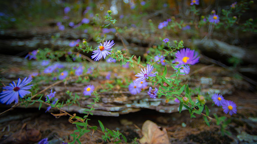 Arkansas Wild Asters Photograph by David Downs