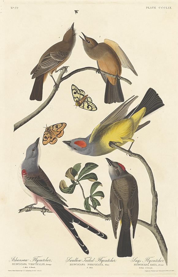 John James Audubon Painting - Arkansaw Flycatcher, Swallow-Tailed Flycatcher And Says Flycatcher by John James Audubon