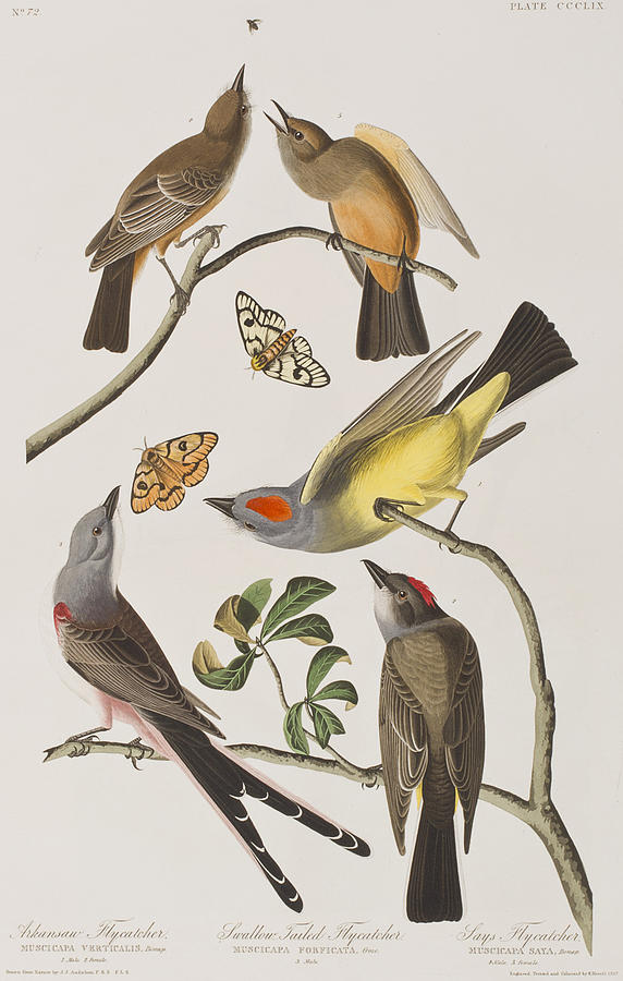 John James Audubon Painting - Arkansaw Flycatcher Swallow-Tailed Flycatcher Says Flycatcher by John James Audubon