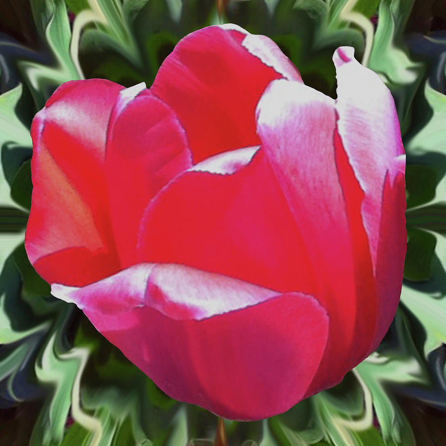 Arlington Tulip Photograph by Alison Stein