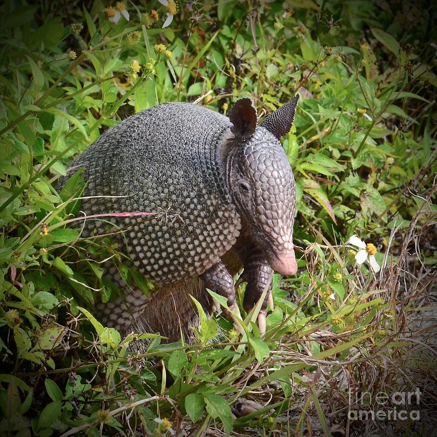 Armadillo and Flower Photograph by AnnaJo Vahle