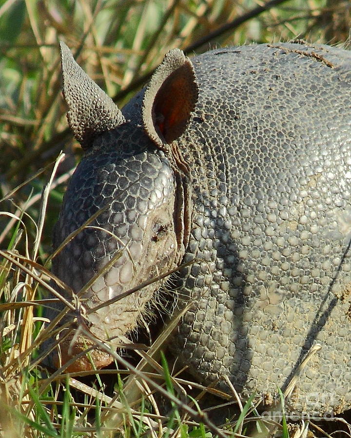 Animal Photograph - Armadillo By Morning by Robert Frederick