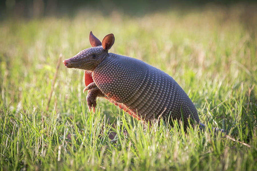 Armadillo On The Run Photograph by Mike Harlan | Fine Art America