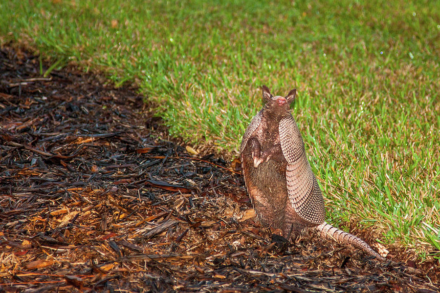 Armadillo Upright Photograph by Sally Weigand