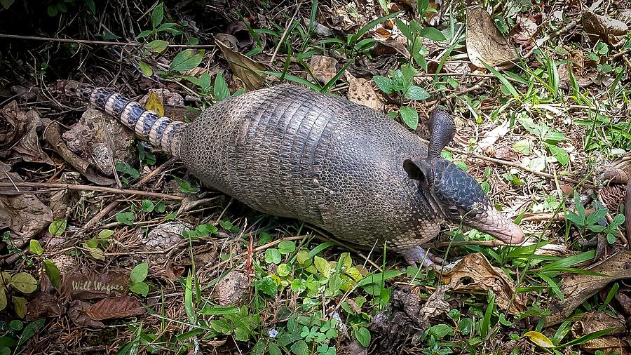Armadillo Photograph by Will Wagner