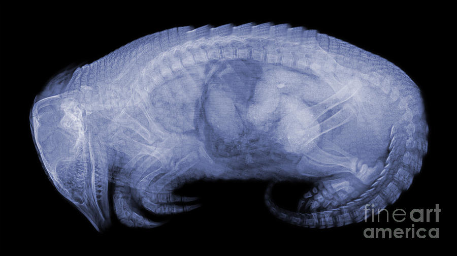 Armadillo X Ray Photograph By Ted Kinsman Pixels