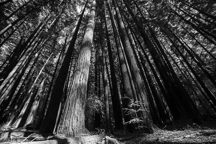 Armstrong National Park Redwoods Filtered Sun Black and White Photograph by Toby McGuire