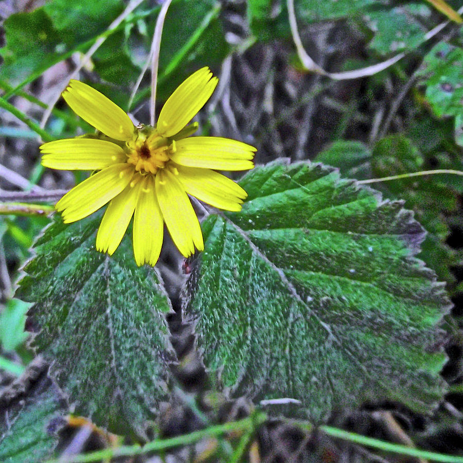 Arnica on Tongue Point in Salt Creek Recreation Area on Olympic Peninsula, Washington  Photograph by Ruth Hager