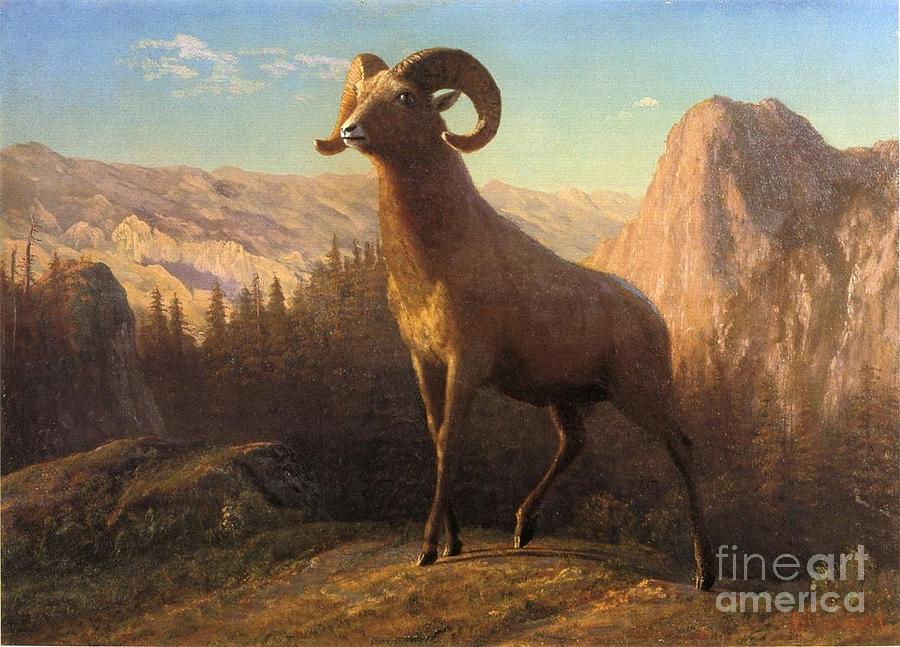 A_Rocky_Mountain_Sheep_Ovis_Montana Painting by MotionAge Designs
