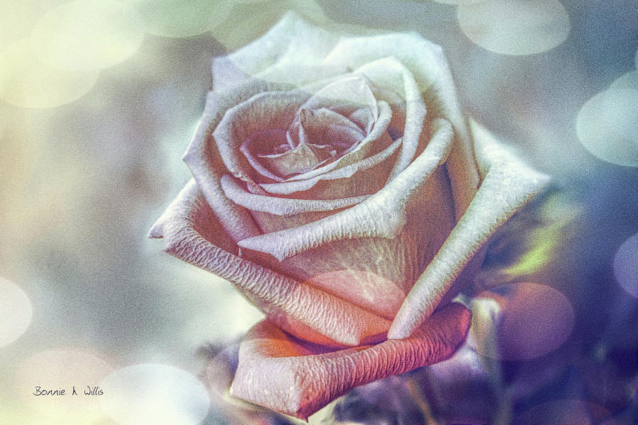 Aromatic Rose Digital Art by Bonnie Willis