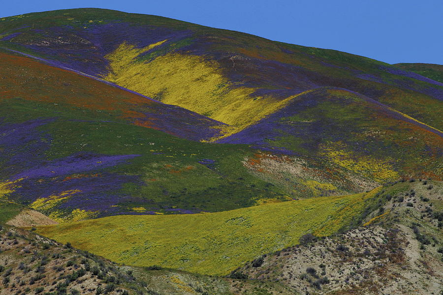 Array of colors splash onto the hills of the Temblor Range at Carrizo Plain National Monument Photograph by Jetson Nguyen