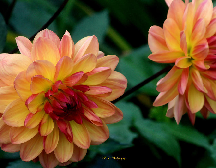 Array Of Dahlias Photograph by Jeanette C Landstrom