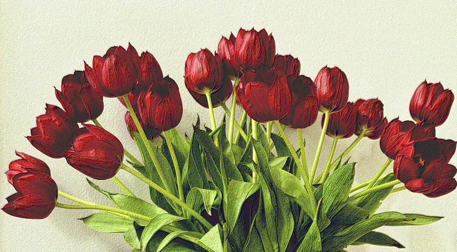 Array of Red Tulips Photograph by Nadalyn Larsen