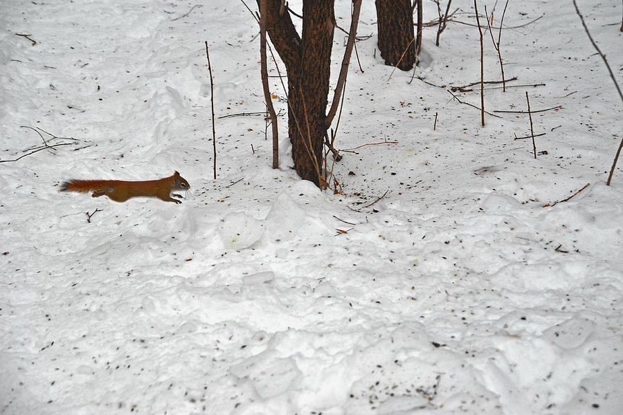 Arriba, arriba, with the Northern version of Speedy Gonzales Photograph