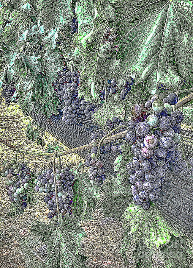 Arrington Grapes Photograph by Luther Fine Art