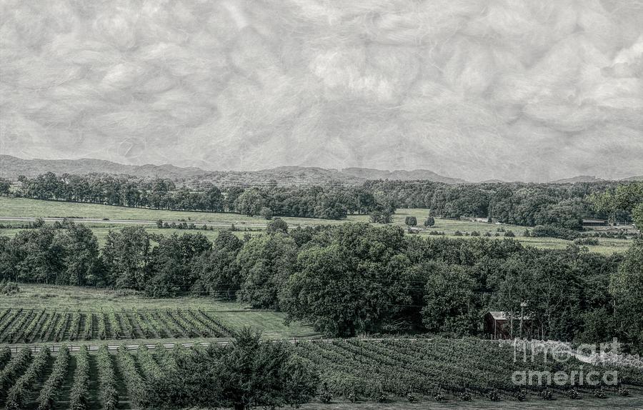 Arrington Vineyard Landscape Photograph by Luther Fine Art