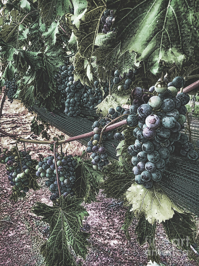Arrington Vineyards Splendor Photograph by Luther Fine Art