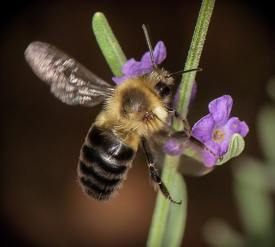 Bee Photograph - Arrival by Len Romanick