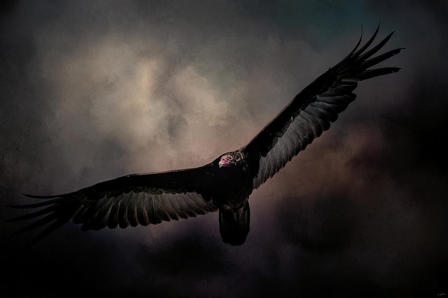 Bird Photograph - Arrival of the Vulture by Jai Johnson