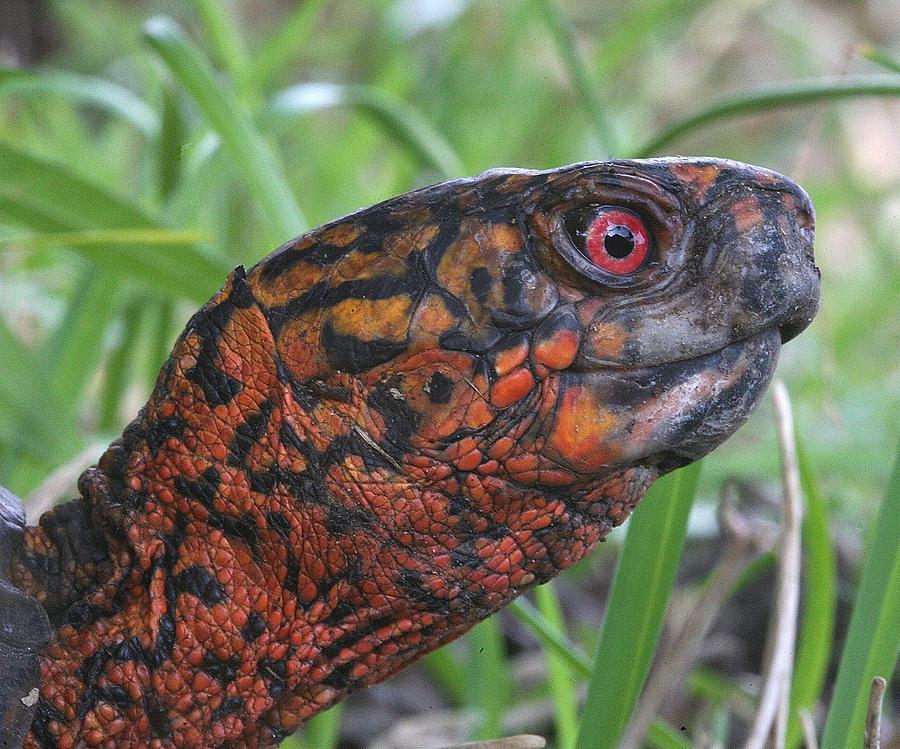 Arrogant Male Box Turtle Photograph by Matt Cormons - Fine Art America