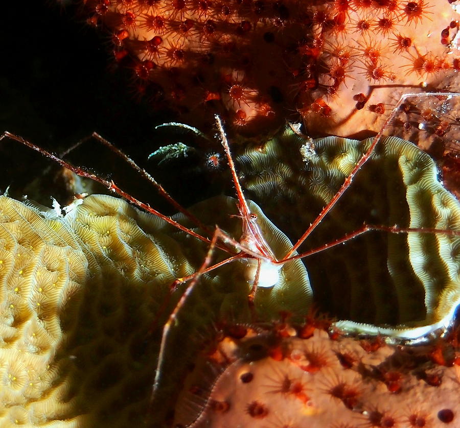 Arrow Crab at Night Photograph by Amy McDaniel