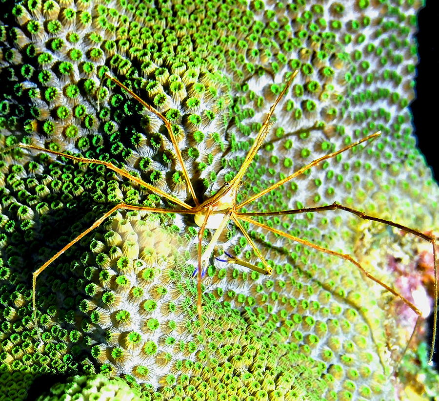 Arrow Crab on field of Green Star Coral Photograph by Amy McDaniel