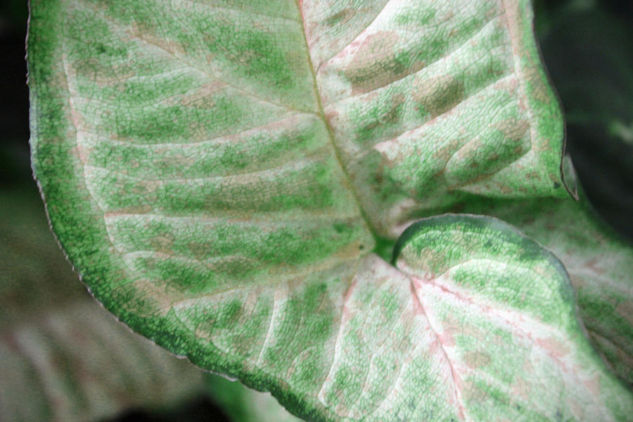 Arrowhead leaf Photograph by Evelyn Patrick