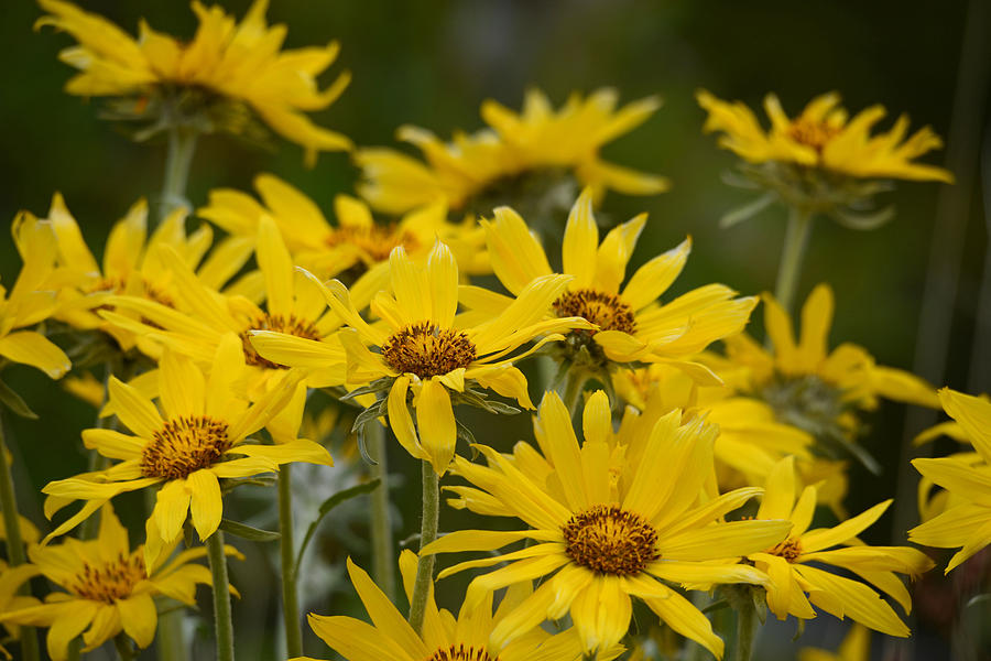 Arrowleaf Balsamroot Bouquet Photograph by Whispering Peaks Photography