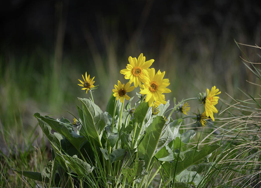 Arrowleaf Balsamroot in Bloom Photograph by Whispering Peaks Photography