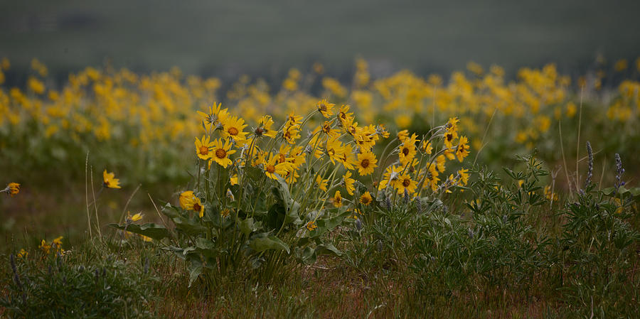 Arrowleaf Balsamroot Photograph by Whispering Peaks Photography