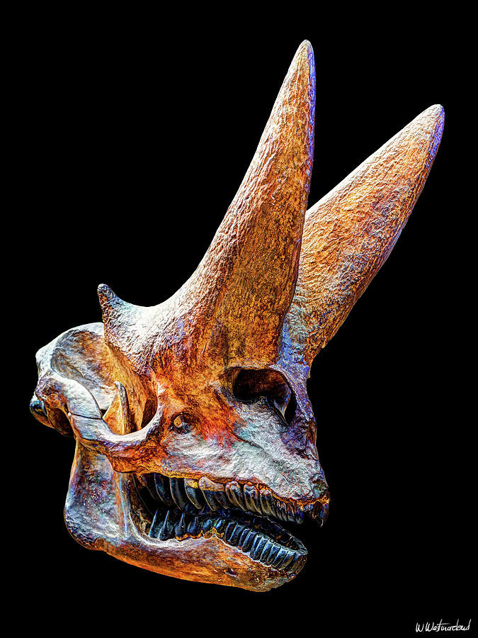 Arsinoitherium Zitteli Photograph by Weston Westmoreland