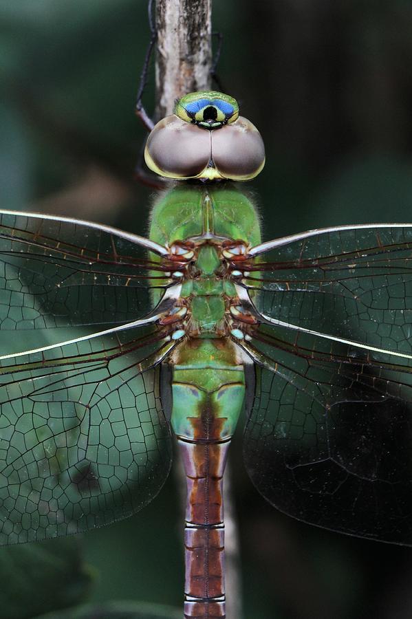 Art Deco Dragonfly Photograph by Doris Potter