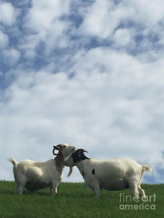 Art Goats II Photograph by Margie Hurwich