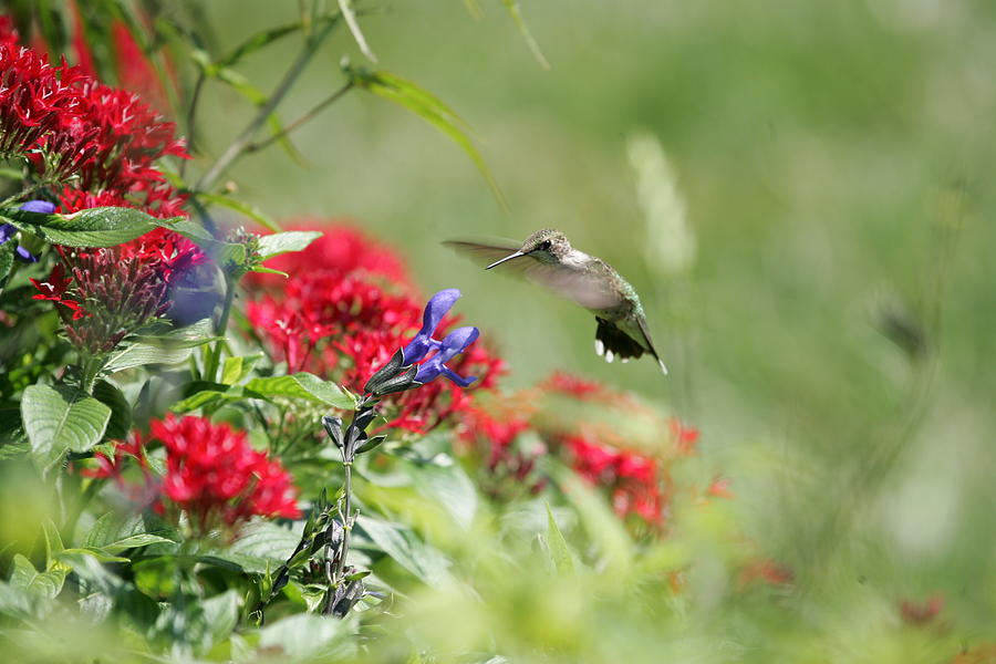 Hummingbird Photograph - Art in Motion by E Mac MacKay