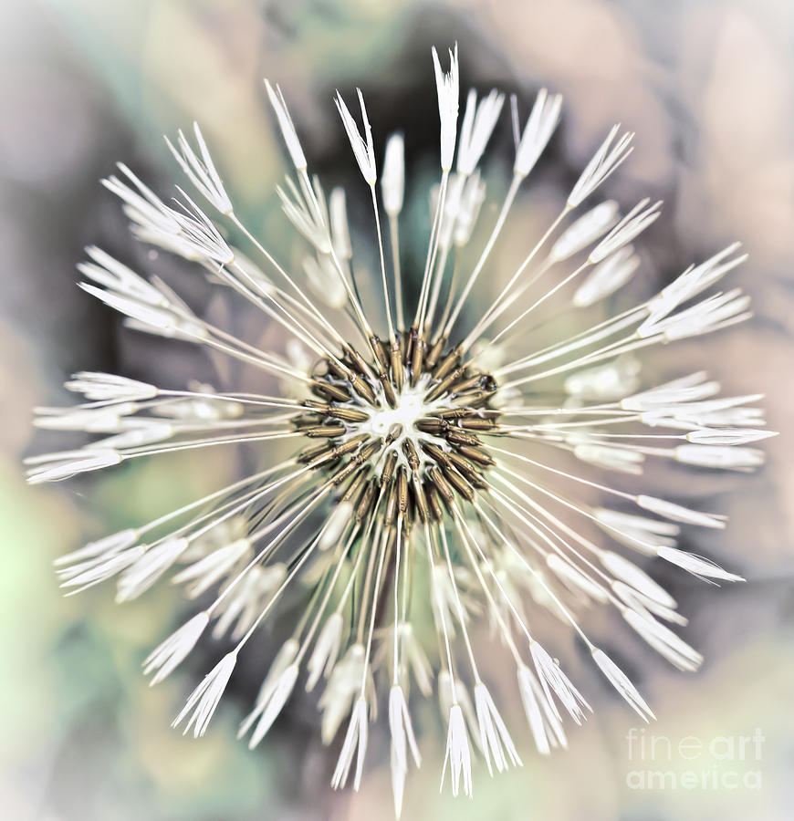 Art in Nature - Dandelion Explosion Photograph by Kerri Farley