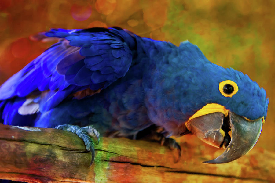 Nature Digital Art - Art Loving Blue Macaw by Georgiana Romanovna
