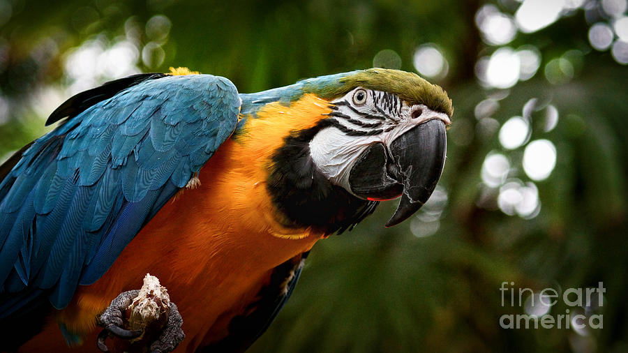 Art Macaw Photograph by Cameron Wood