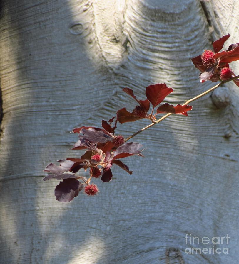 Art of a Beech Tree Photograph by Anita Adams