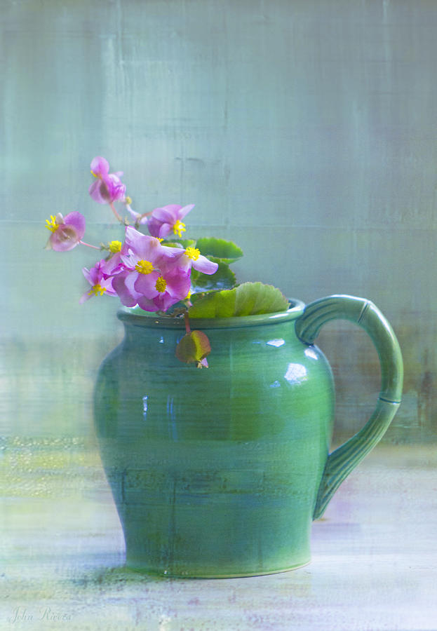 Flowers Still Life Photograph - Art of Begonia by John Rivera