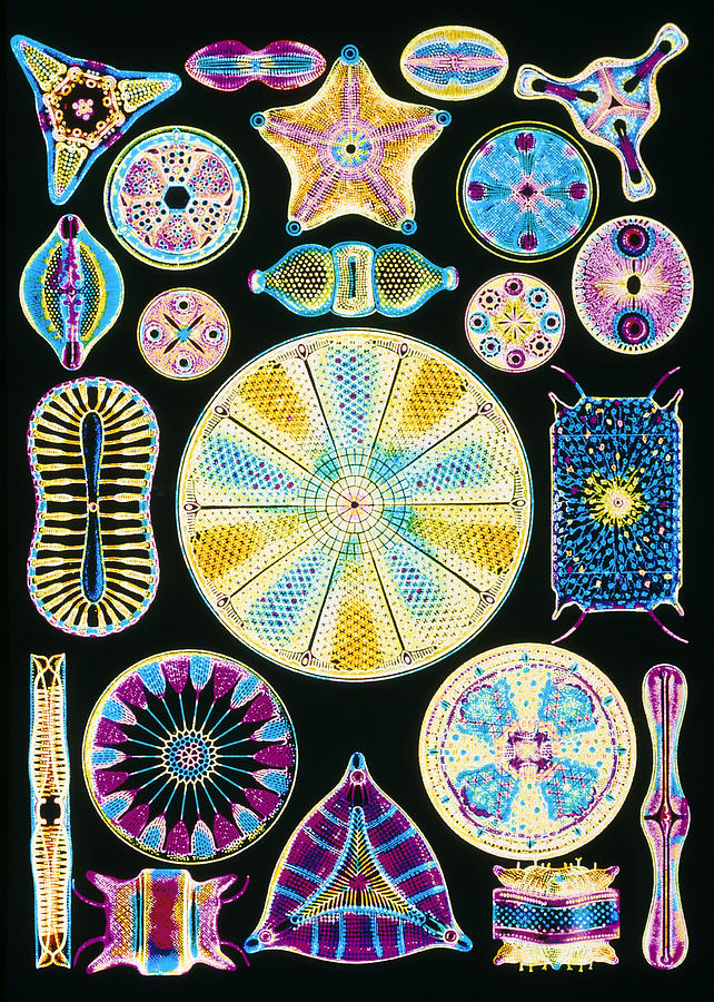 Art Of Diatom Algae (from Ernst Haeckel) Photograph by Mehau Kulyk