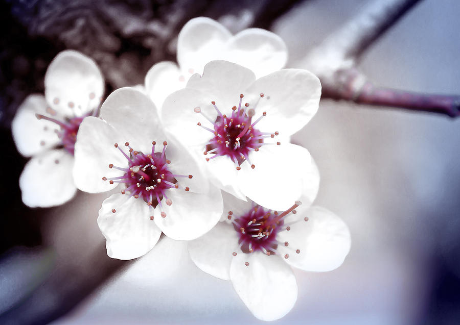 Art of Spring Photograph by Milena Ilieva