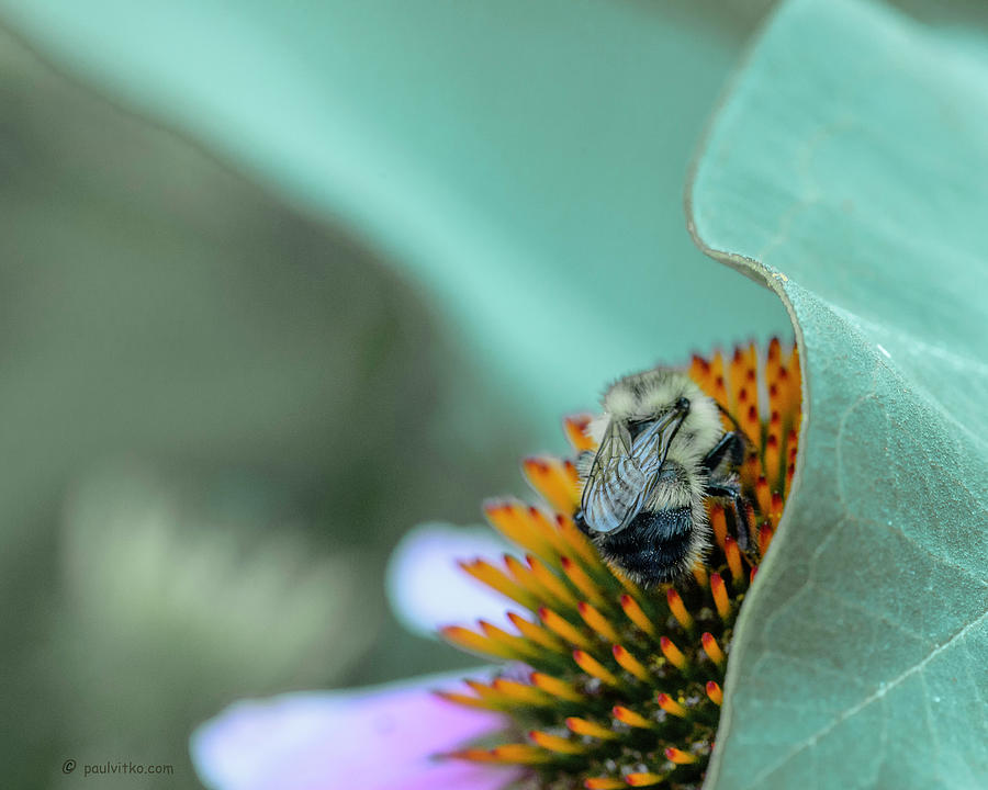 Art Of The Flower And Bee.... Photograph by Paul Vitko