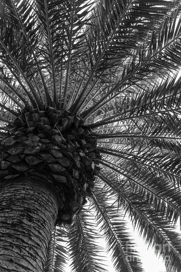 Art Of The Palm Tree Grayscale Photograph by Jennifer White