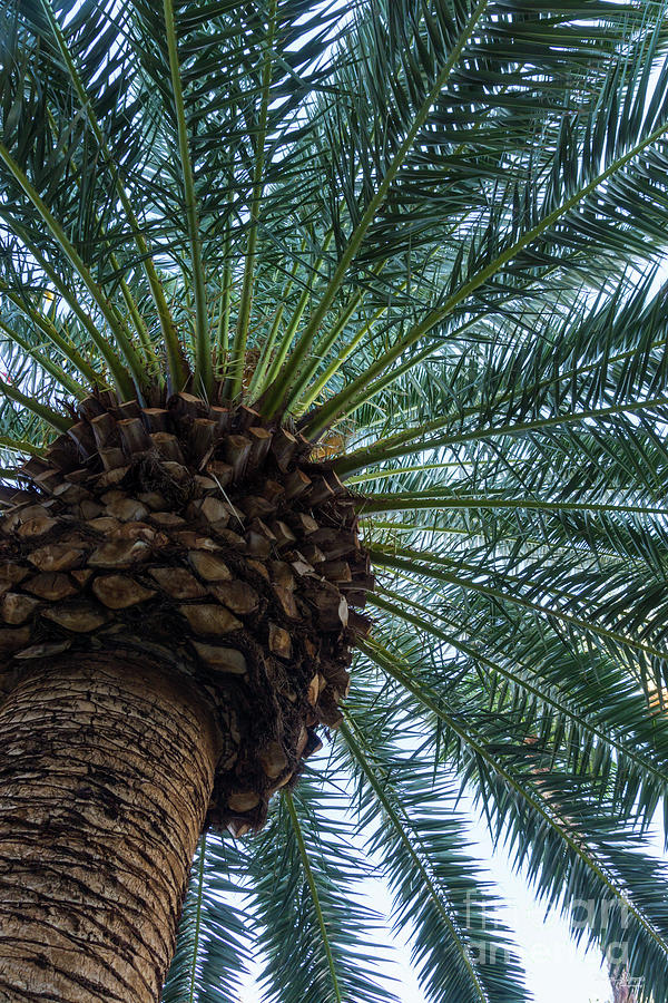 Art Of The Palm Tree Photograph by Jennifer White