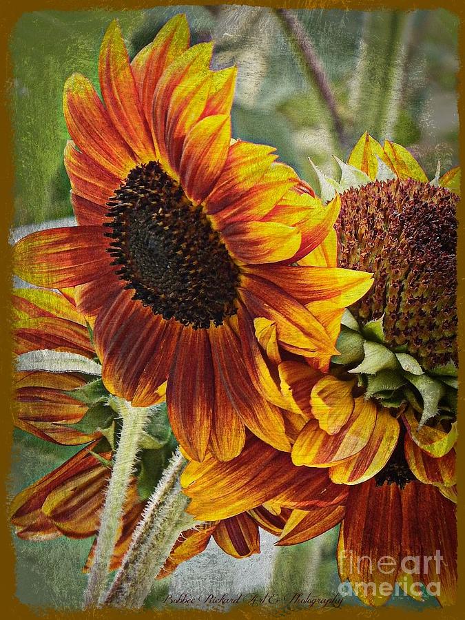Sunflower Photograph - Art of the Sunflower Painting by Bobbee Rickard
