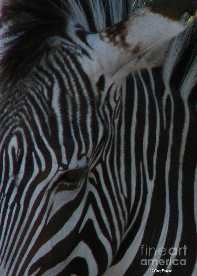 Wildlife Photograph - Art Of Zebra by Greg Patzer