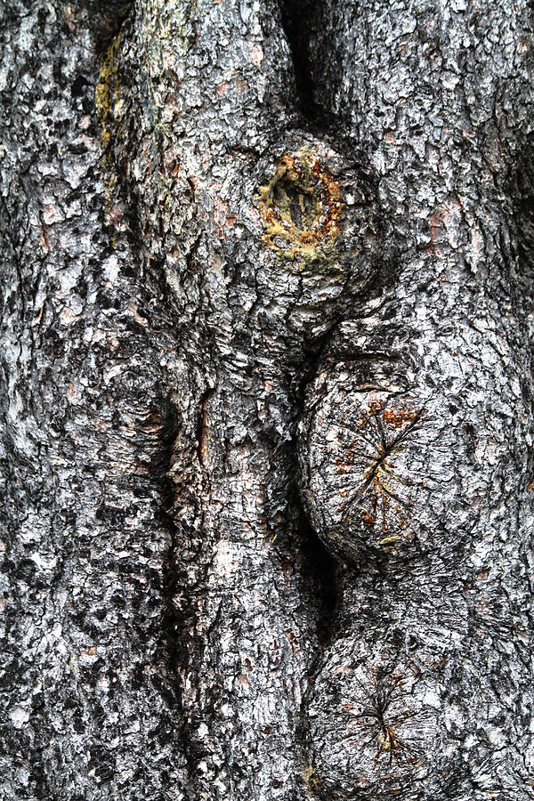 Abstract Photograph - Art Within a Tree by Karol Livote